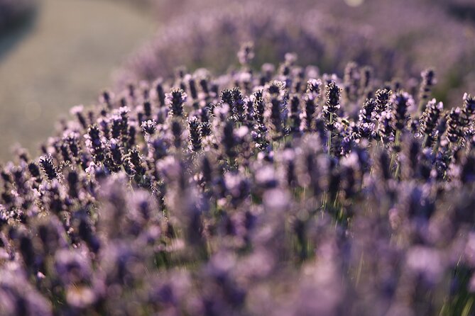 Aroma sampling of 5 Bulgarian Lavender varieties at DiVes Winery - The short walk through the lavender terraces