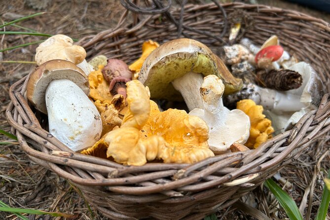 Culinary Adventure To The Fungi And Botanical Kingdom Of Bulgaria - From Sofia to Lozen Mountain