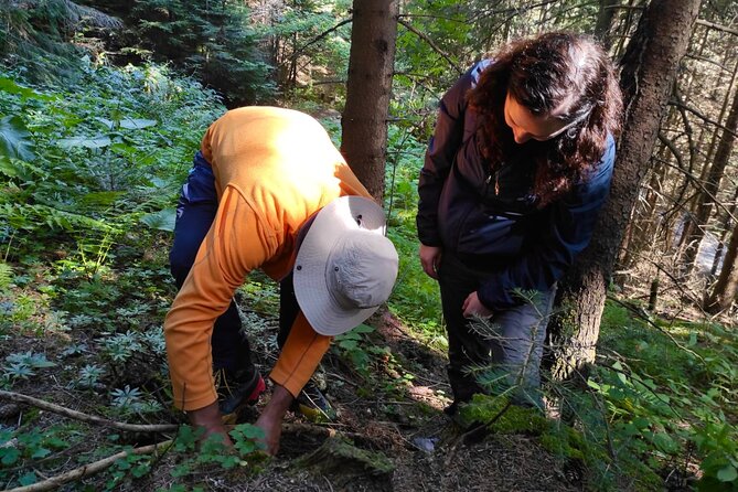 Culinary Adventure To The Fungi And Botanical Kingdom Of Bulgaria - Reading the forest one species at a time