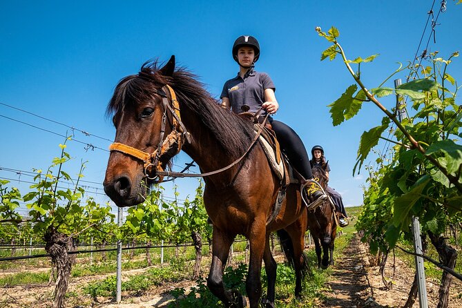 Half-Day of Horseback Adventure with Wine Tasting - Is $179.01 a fair price?