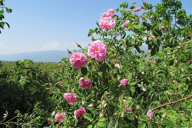 Kazanlak-Rose Valley-Valley of the Thracian Kings - private tour from Plovdiv - Food, costs, and the day’s pace