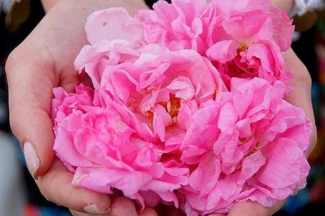 Picking Roses Workshop & Extracting Rose Oil in the Rose Valley - Key points to know before you book