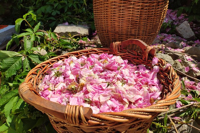 Picking Roses Workshop & Extracting Rose Oil in the Rose Valley - What the private format changes