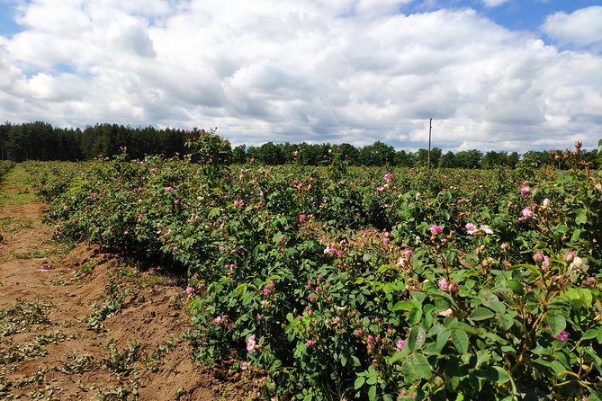 Private Access Rose Festival Kazanlak 05-07.06.2025 - Museums that explain the rose trade