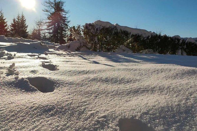 Private Buggy Experience All Seasons in Pamporovo - Who should book this activity?