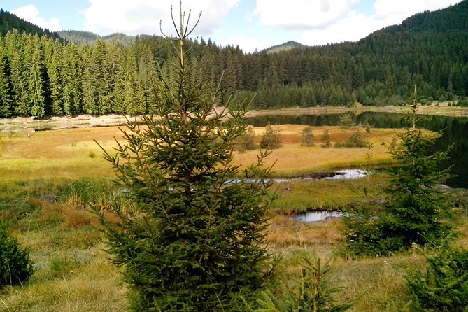 Private Buggy Experience All Seasons in Pamporovo - Small details that improve the experience