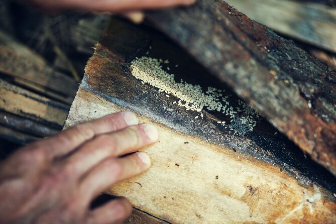 Private Experience in Wildlife Survival School in Bulgaria - What the $189.73 price includes