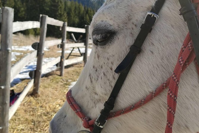 Private Horseback Riding the Rila Range - Timing, Transfers, And The Five-Hour Schedule