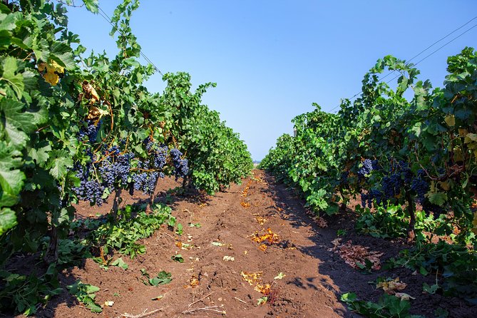 Special History And Wine Tour including Wine Tasting - Why DiVes Winery makes a good Nessebar side trip