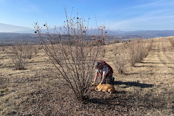 Truffle Hunting in Kyustendil - The truffle lesson is more than a photo opportunity